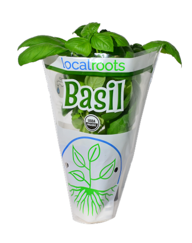 Local Roots Potted Organic Basil Perspective: front