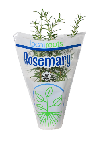 Local Roots Potted Organic Rosemary Perspective: front