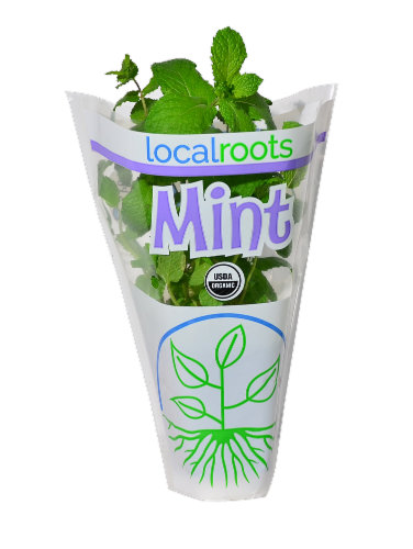 Local Roots Potted Organic Mint Perspective: front