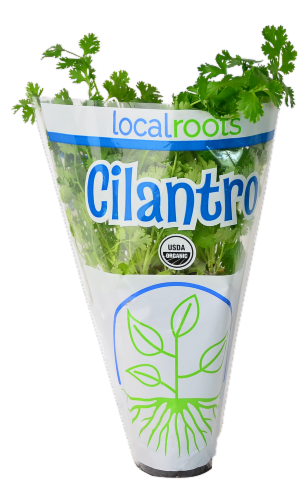 Local Roots Potted Organic Cilantro Perspective: front