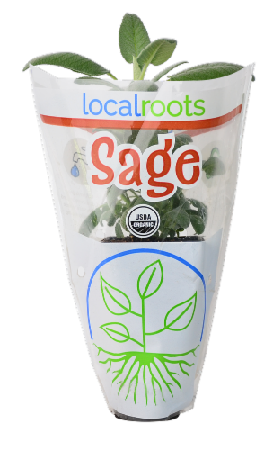 Local Roots Potted Organic Sage Perspective: front