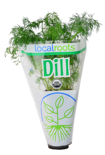 Local Roots Potted Organic Dill Perspective: front