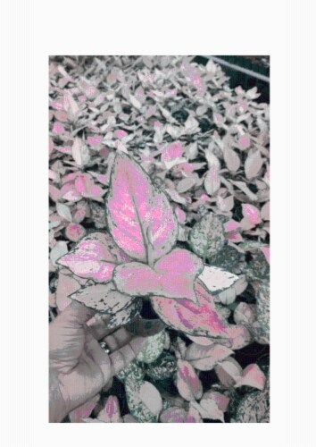 R&D Nurseries Lucky Red Aglaonema Perspective: front