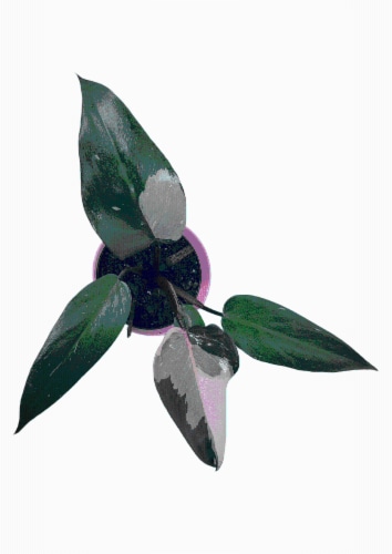 Pink Princess Philodendron Perspective: front