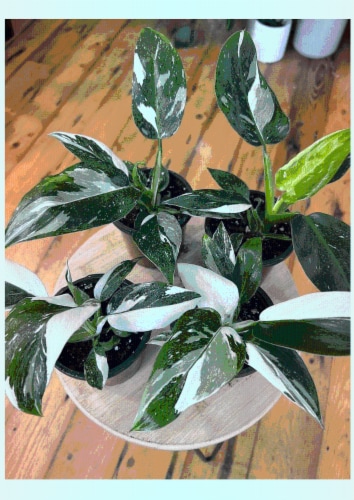 R&D Nurseries White Wizard Philodendron Perspective: front