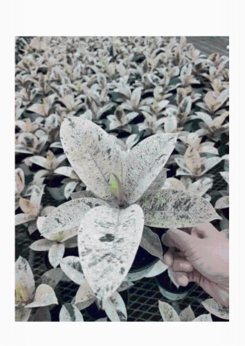 Ficus Shivereana Houseplant Perspective: front