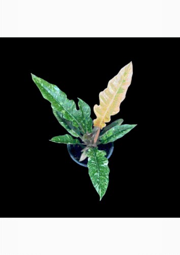 R&D Ring of Fire Variegated Perspective: front