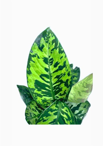 Homalomena Camouflage Perspective: front