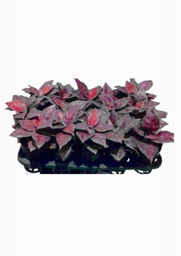 Black Maroon Aglaonema Perspective: front