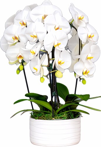 Trio Cascading Orchid Bowl Planter Perspective: front