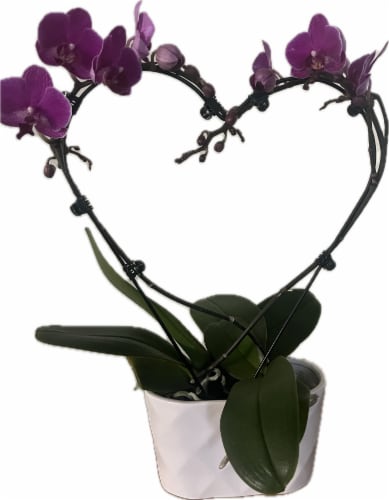 Sweet Heart Orchids Perspective: front