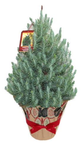 The Pinery Pine Tree Perspective: front