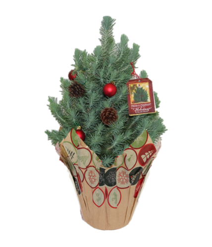 Italian Stone Pine Venti Potted Plant Perspective: front