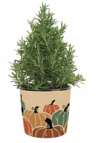 Fragrant Rosemary Venti Cone Potted Herb Plant Perspective: front