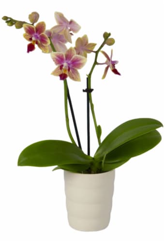 Mini Orchid Perspective: front