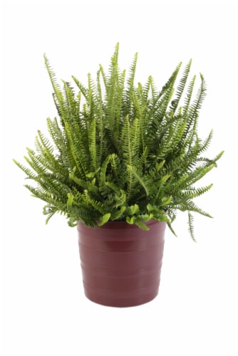 Kroger Fern Sale