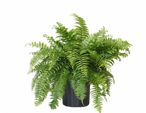 Macho Fern Perspective: front