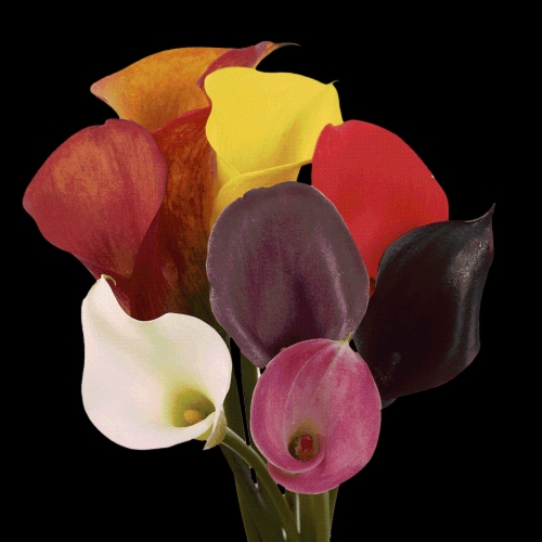 VLSP Assorted Mini Callas Perspective: front