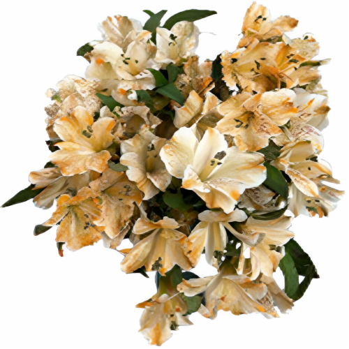 Alstromeria Tinted Perspective: front