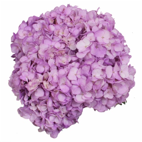 Hydrangea Lilac Breeze Combo Perspective: front