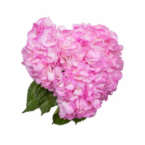 Valley Springs Hydrangeas Perspective: front