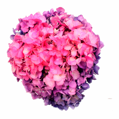 Valentine's Day Airbrushed Mixed Hydrangeas Perspective: front