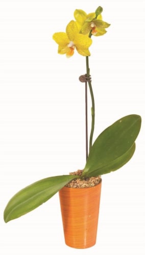 Orchids in Ceramic Pot Perspective: front