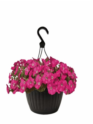 Pink Wave Petunia Hanging Basket Perspective: front
