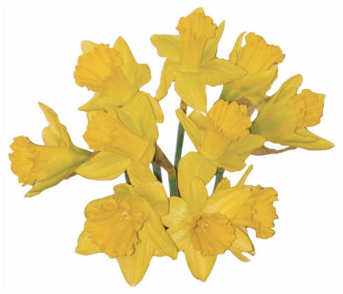 Field Daffodils:Fresh Daffodils