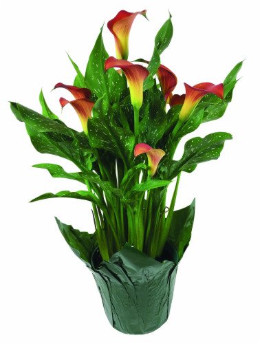 White Calla Lily Perspective: front