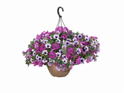 Wave Petunia Plum Pudding Hanging Basket - Purple Perspective: front