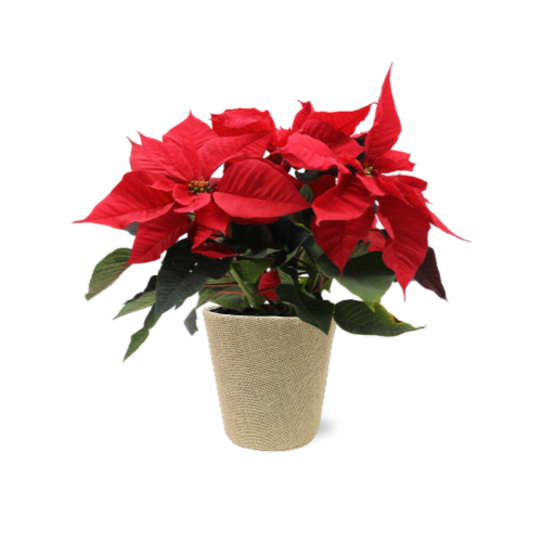 Fresh Red Poinsettia Plant in 6 inch Burlap Covered pot, 6 in - Fred Meyer