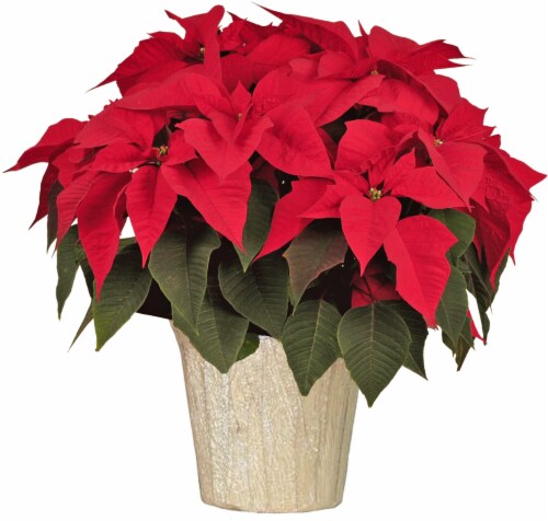 Red Poinsettia in Wrap Potted Plant Perspective: front
