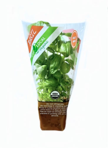 Organic Potted Basil Plant Perspective: front