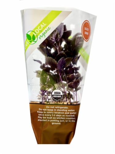 Live Local Organic Purple Living Basil Perspective: front