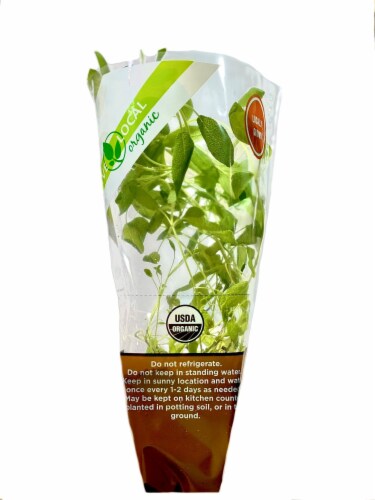 Live Local Organic Oregano Living Herbs Perspective: front