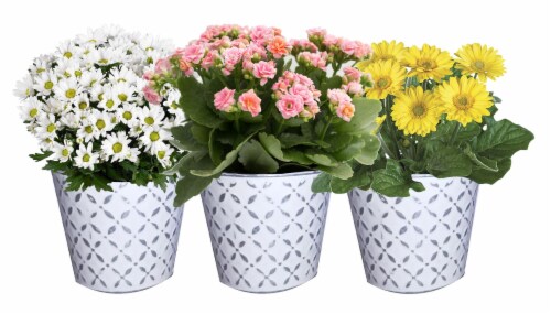 Mixed Blooming Potted Flower Upgrade Perspective: front