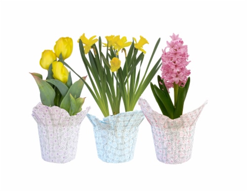Assorted Flowering Plant Bulbs Perspective: front