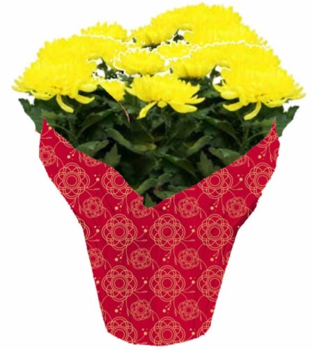China Mums Potted Plant Perspective: front