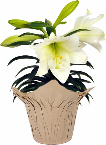 Easter Lily - 4 inch pot Perspective: front