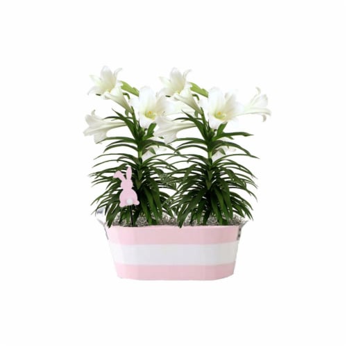 Double Easter Lily - 8 inch pot Perspective: front