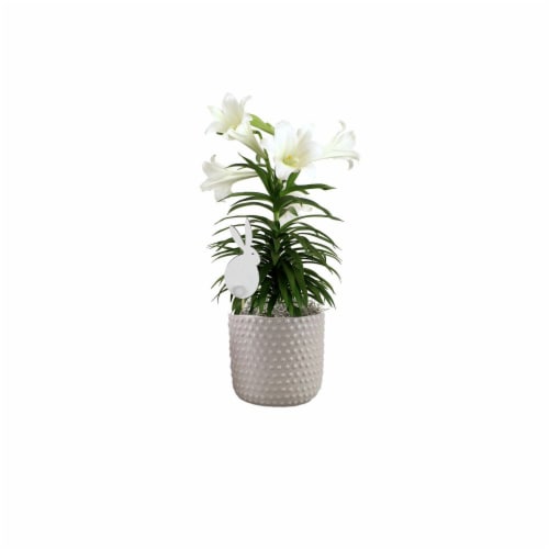 Easter Lily in Hobnail Ceramic Pot Perspective: front