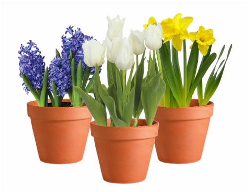 Assorted Bulbs in Clay Pot Perspective: front