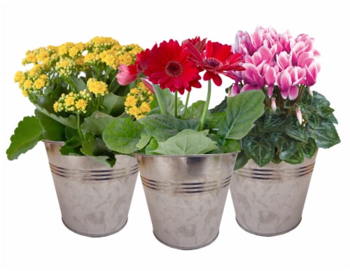 Blooming Plant in Tin Potted Plant - Assorted Perspective: front