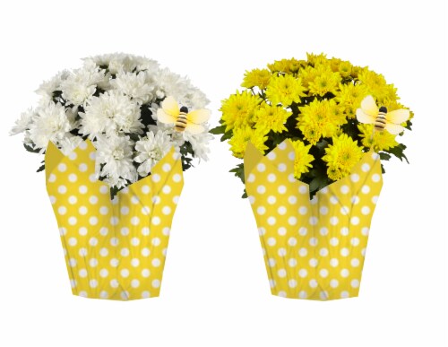 Mixed Blooming Potted Flower with Pick Perspective: front