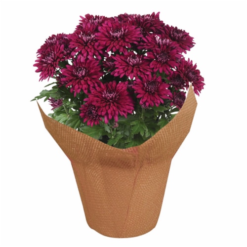 Potted Fall Mums Perspective: front