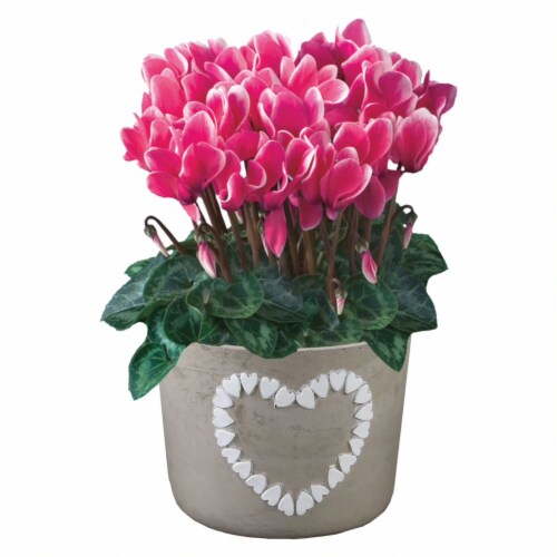 Cyclamen Ceramic Potted Plant Perspective: front