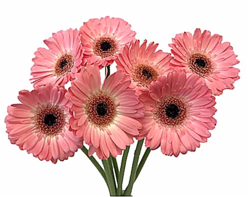 Gerberas Bouquet Perspective: front