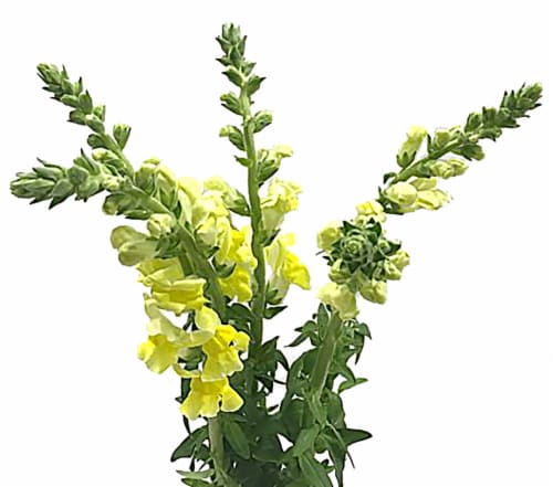 Snapdragon Bouquet Perspective: front