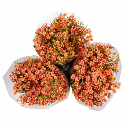 Tinted Waxflower Perspective: front